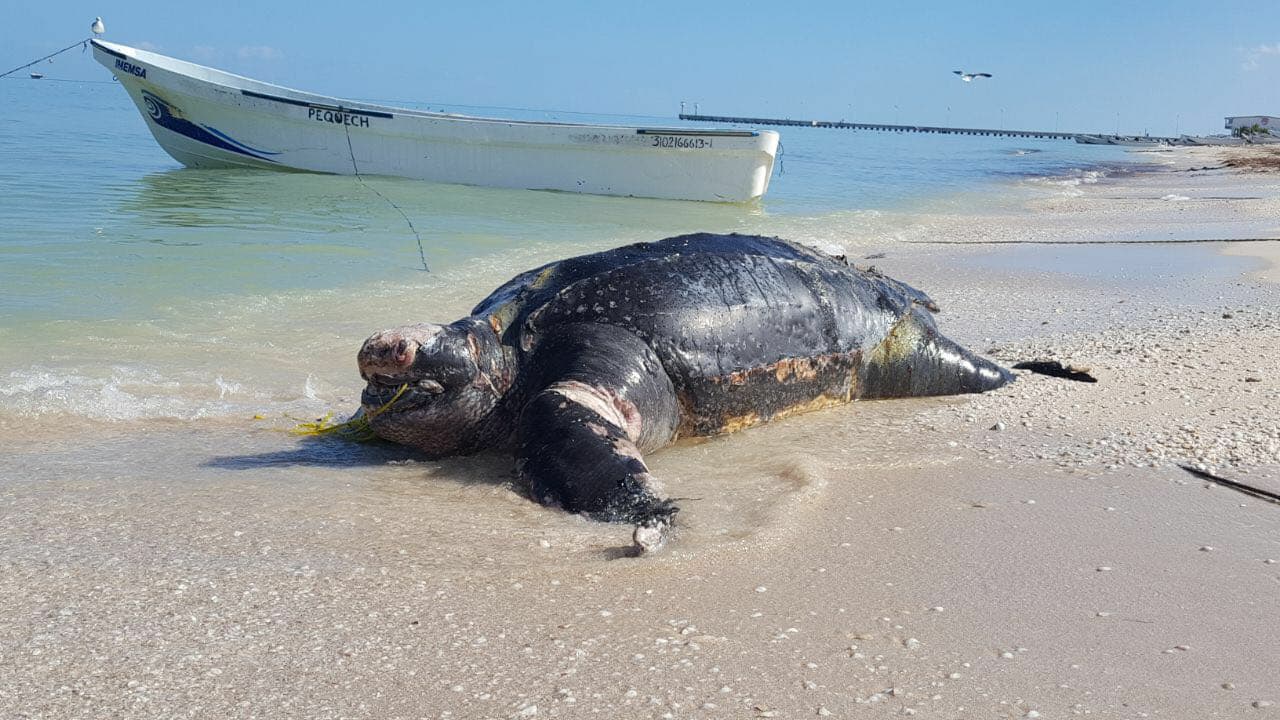 26772652 10203969217427566 1915776575 o