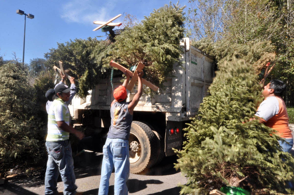 ACOPIO ARBOL NAVIDEÑO