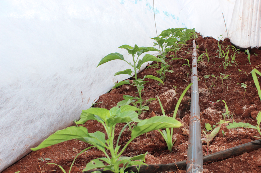 Captura de pantalla 2018 01 30 a la(s) 07.54.36