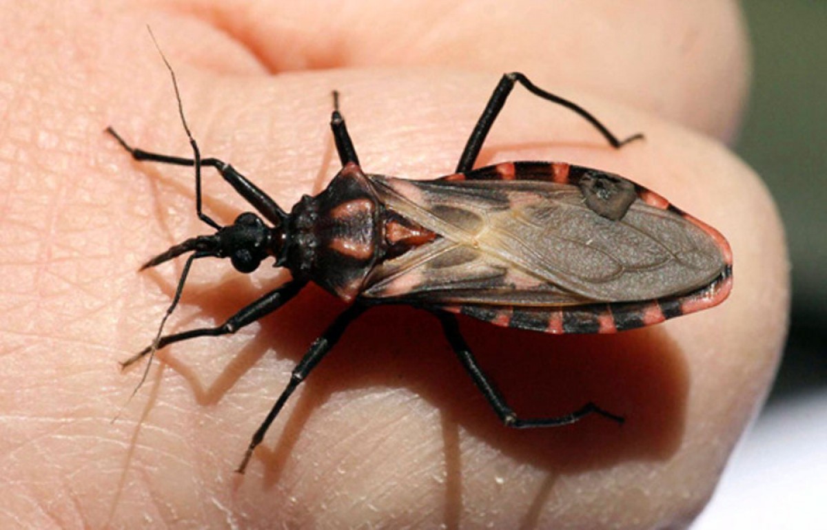 Mal de chagas enfermedad sintomas