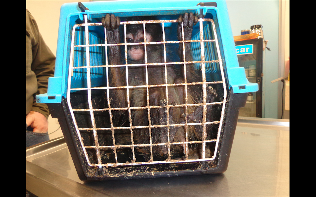 Captura de pantalla 2018 03 21 a la(s) 16.05.28