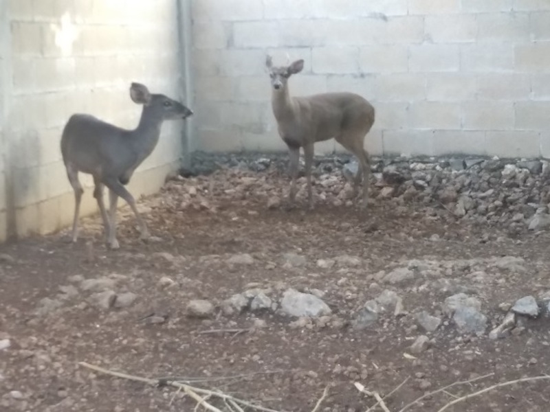 PROFEPA VENADOS RESTAURANTE 12mar18