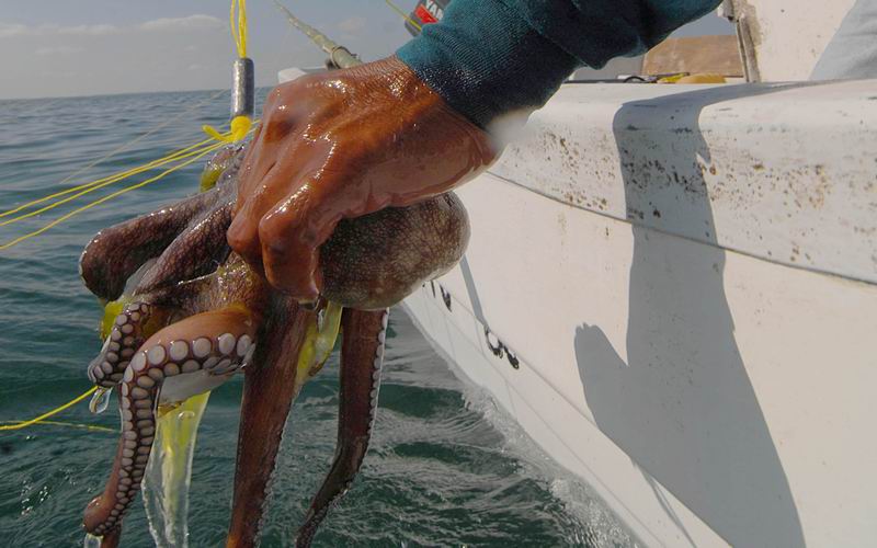 Resize of Lorenzo pulpo