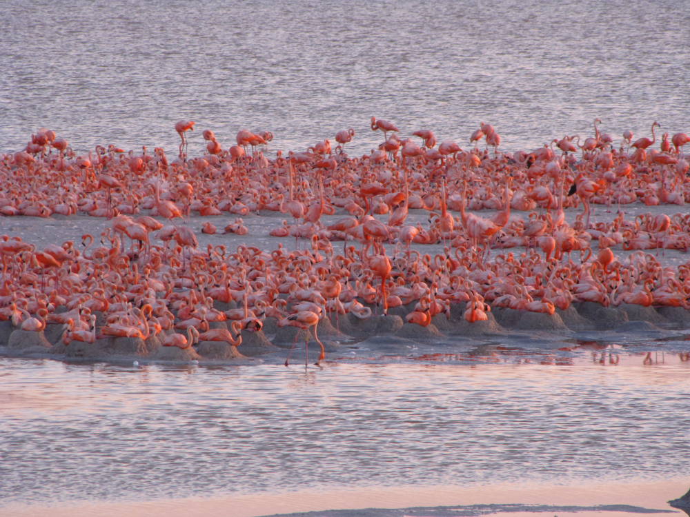 Junio 2011 flamencos anidando 4 Eduardo Galicia