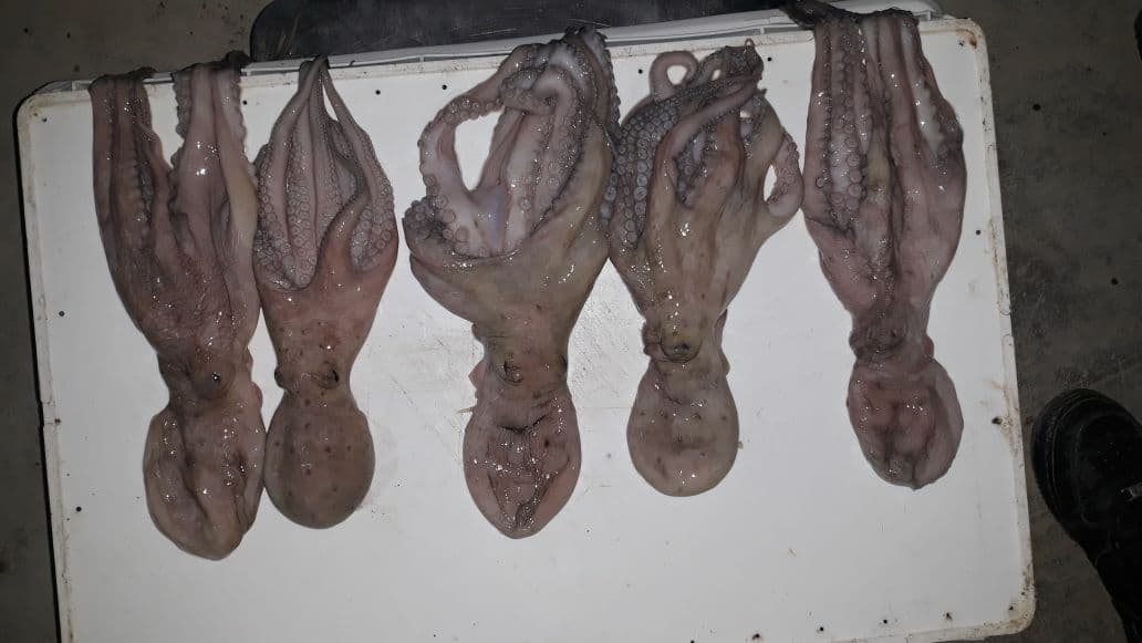 31673348 10204390735405252 6561889930052632576 n