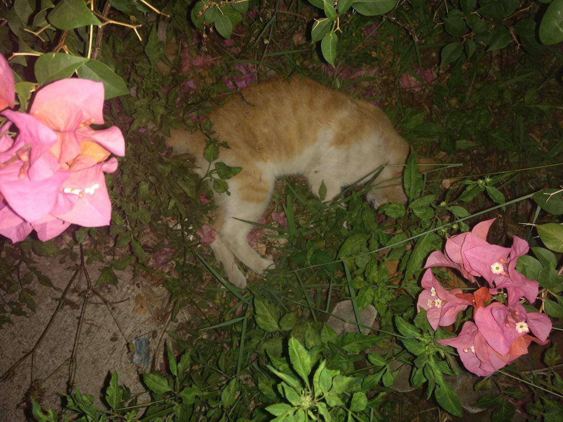 31958873 10156110379731539 617197542148407296 n