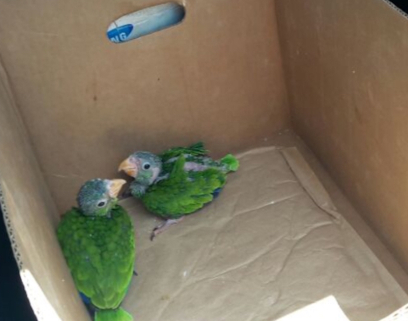 GNLOC Decomiso de aves en peligro de extinción (DDIA) IMG 20180512 WA0109