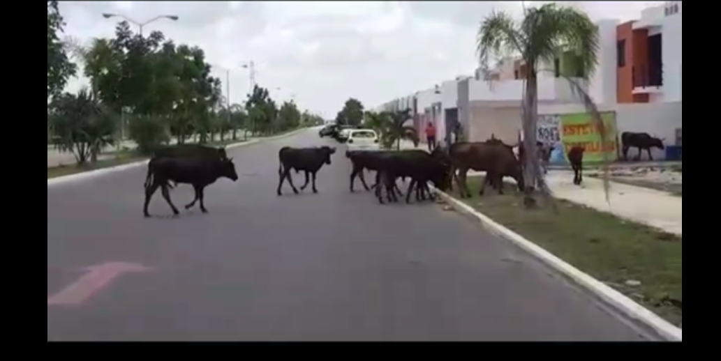 Captura de pantalla 2018 06 02 a la(s) 16.55.42