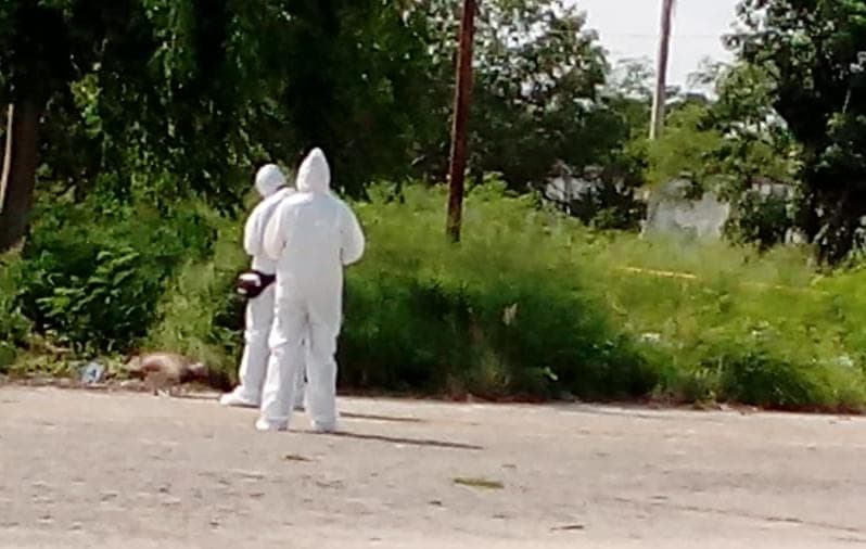 36717311 10204599536865158 5763376417903476736 n