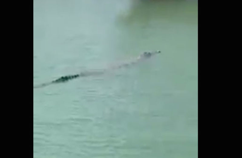 COCODRILO TELCHAC PUERTO DE ABRIGO