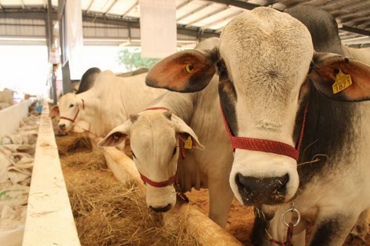 Ganado xma Copy resize