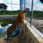 PROFEPA Tigres de bengala asegurados