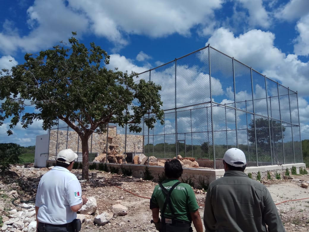 PROFEPA Tigres de bengala asegurados