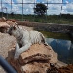 PROFEPA Tigres de bengala asegurados