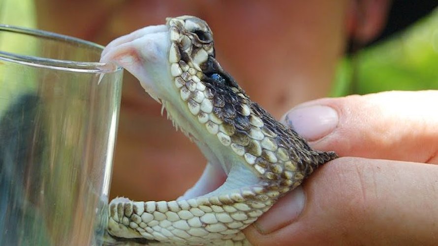 Tratar una mordedura de serpiente venenosa