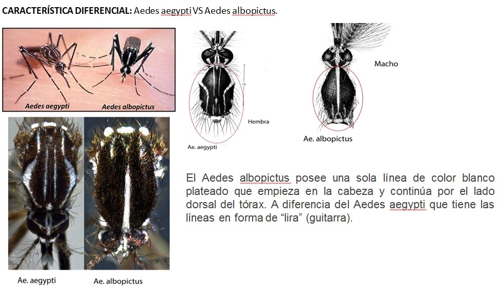 Aedes