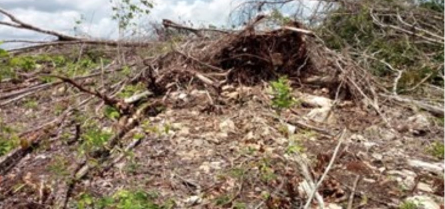 Captura de pantalla 2018 11 19 a la(s) 10.17.10