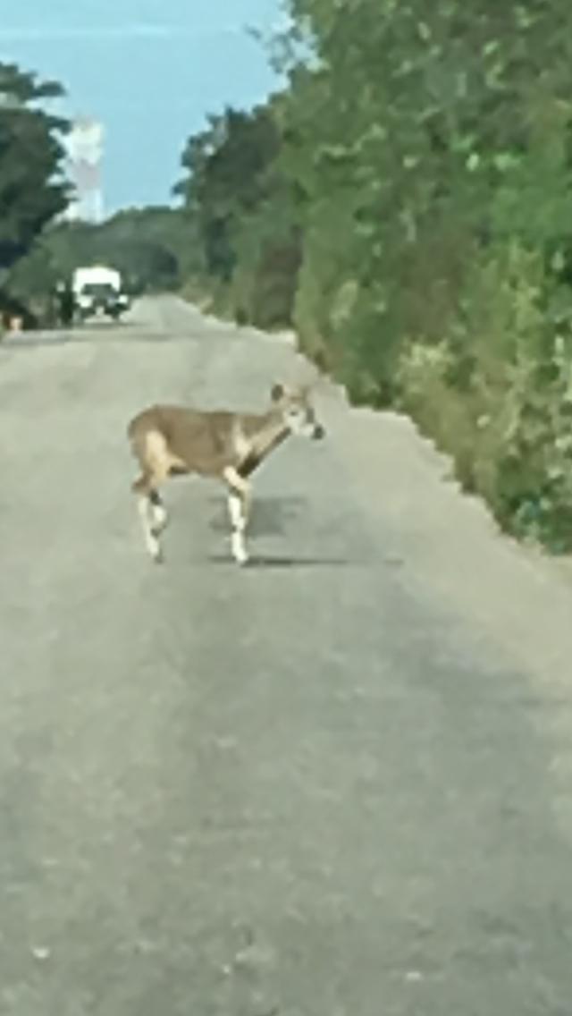 WhatsApp Image 2018 12 30 at 1.03.37 PM