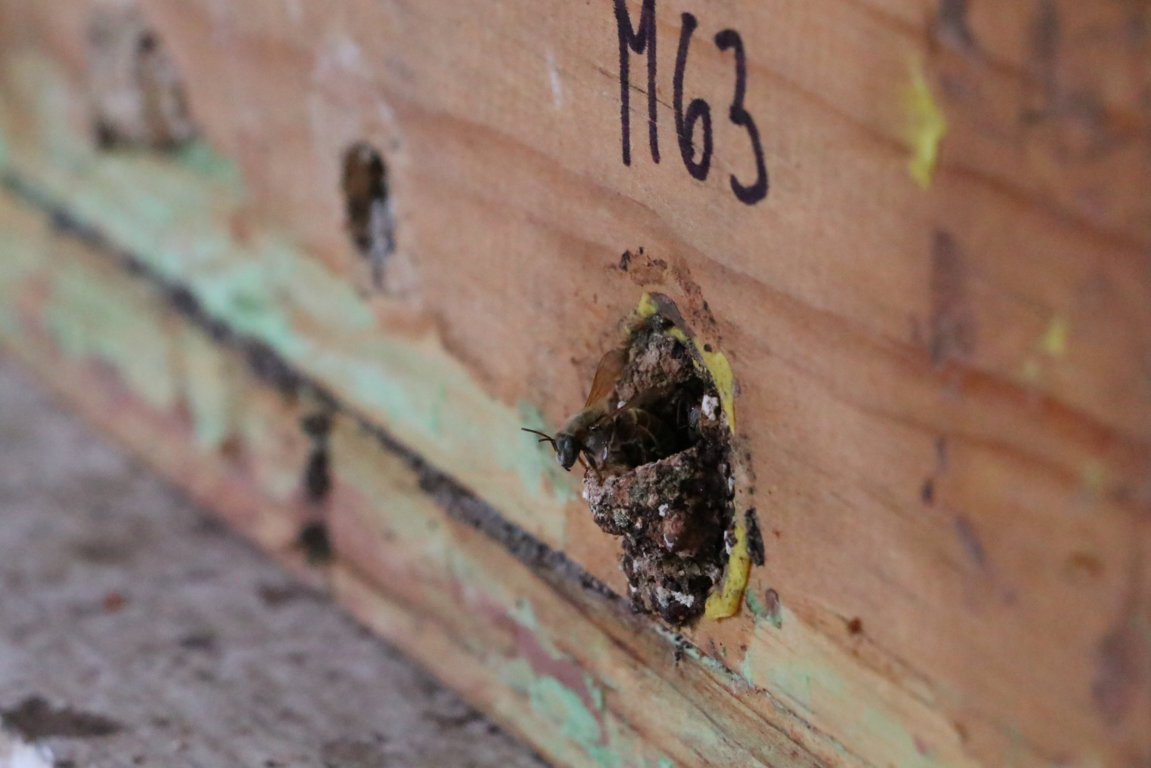 Abejas mvz 25ene19 IMG