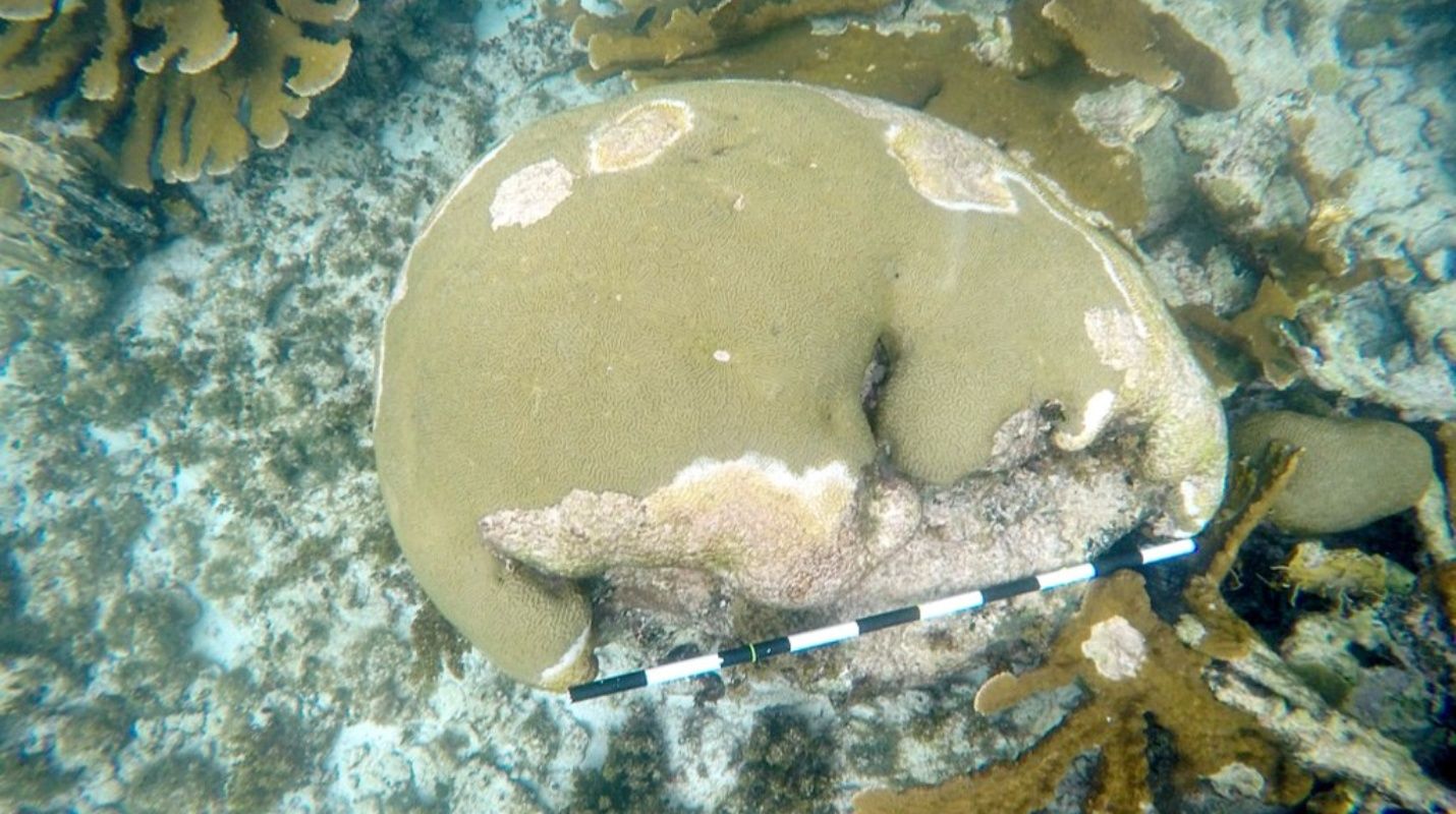 Coral cerebro enfermo.jpg