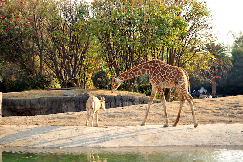 Jirafa y gacela Zoológico de Chapultepec