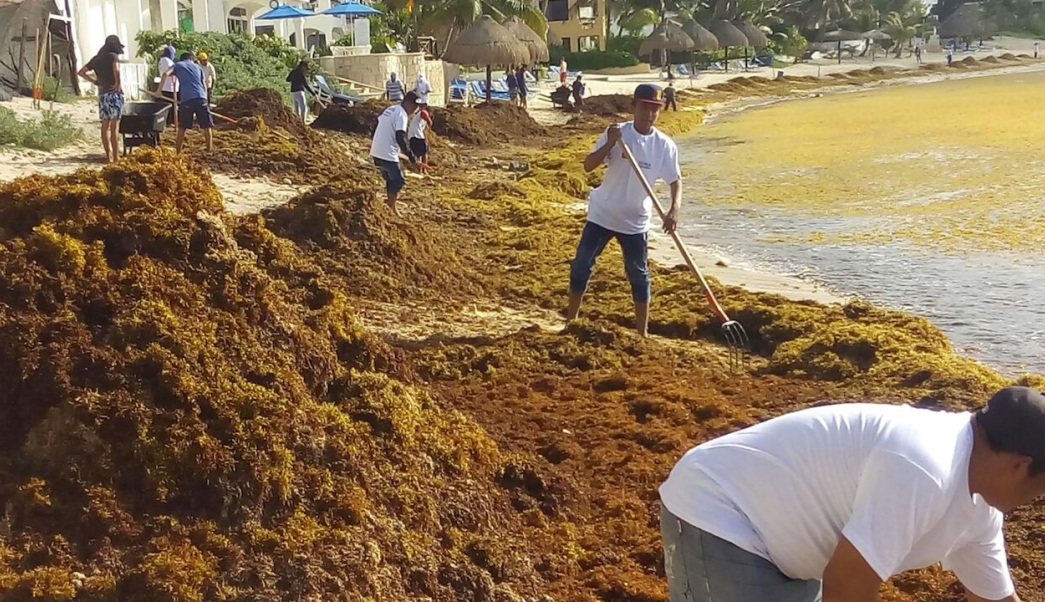 Retiran sargazo de costas de QRoo
