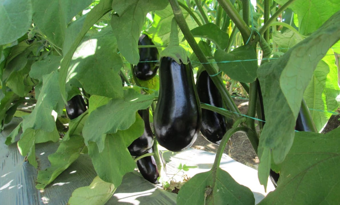 WhatsApp Image 2019 05 11 at 4.17.47 PM (1)