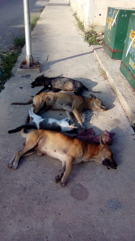 64228245 1640367566095012 3422461053642997760 n