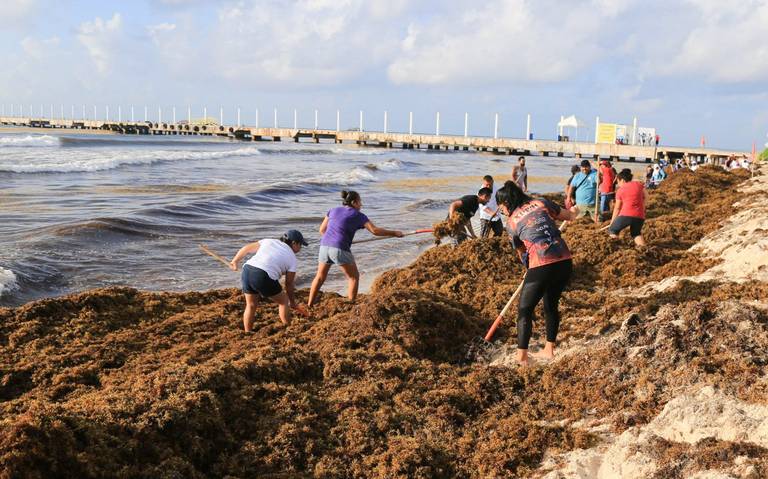 Sargazo Quintana Roo