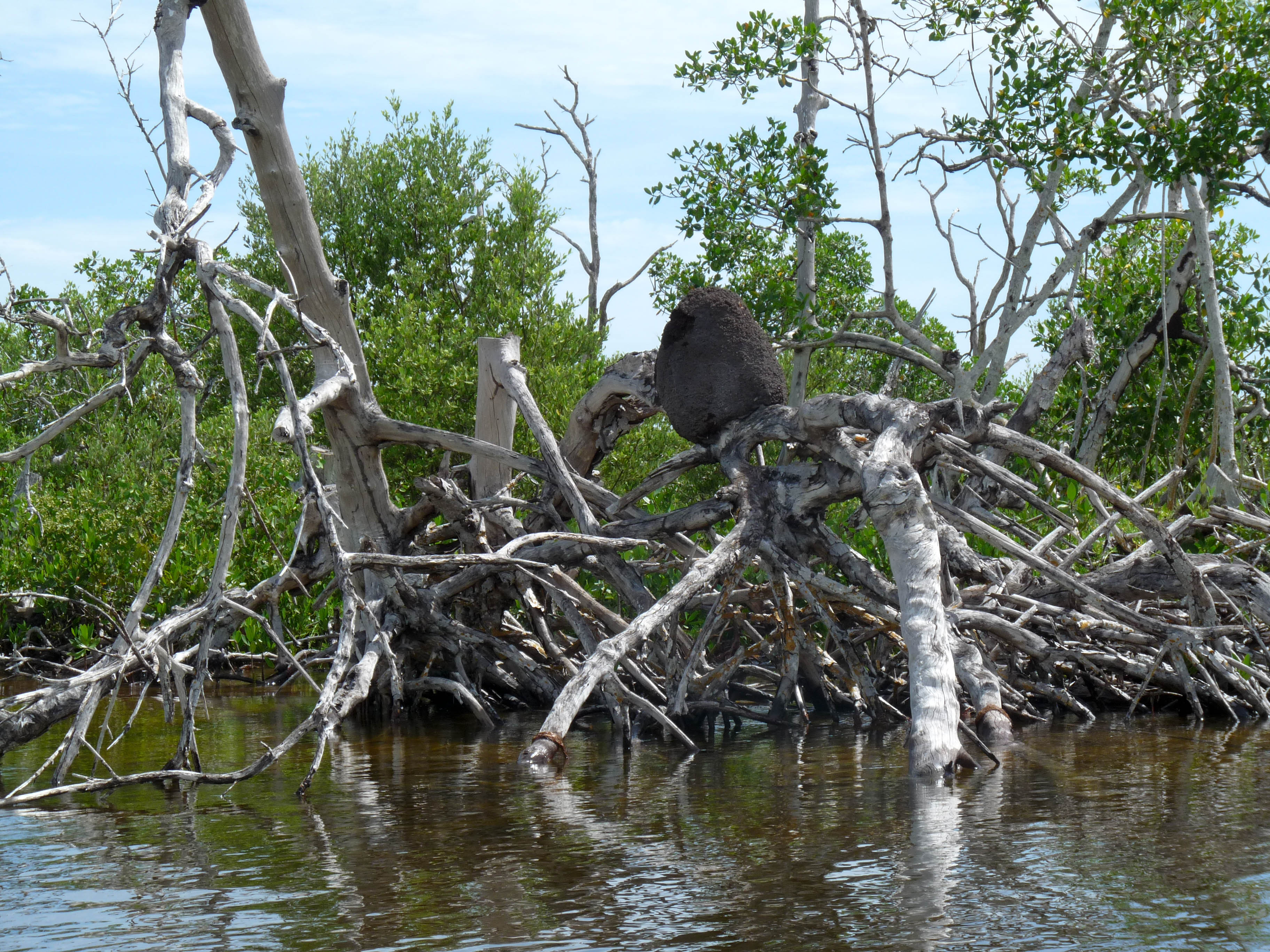 Excursion en lancha manglares