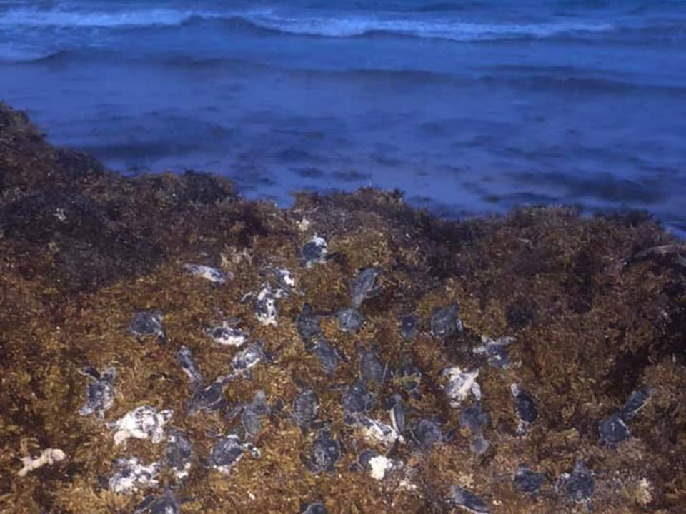 67500906 2381372548750677 6000266331251802112 n