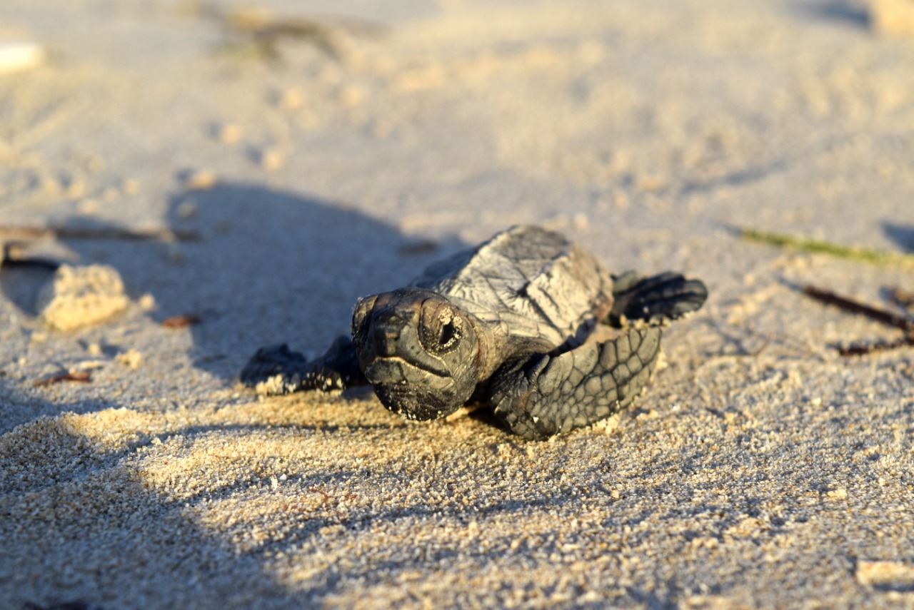 WhatsApp Image 2019 07 20 at 11.41.47