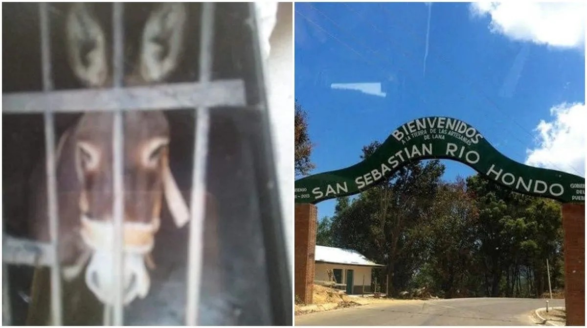 Meten a un burro a la cxrcel en oaxaca.jpg