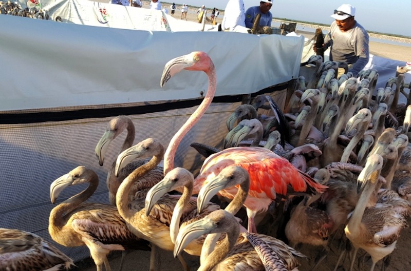 Ria lagartos sitio estrategico preservar flamenco rosado