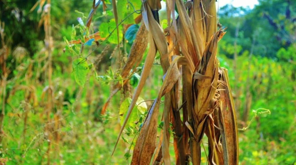 Yucatan contra transgenicos 1