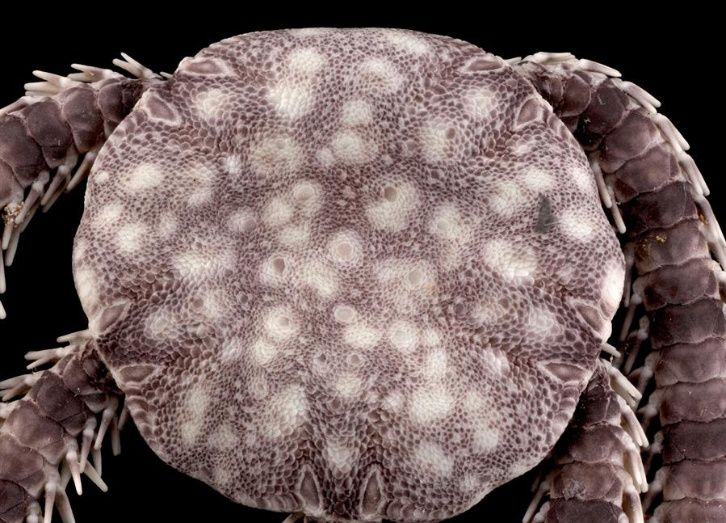 Cientxficos encuentran en isla de cozumel nueva especie marina 2.jpeg