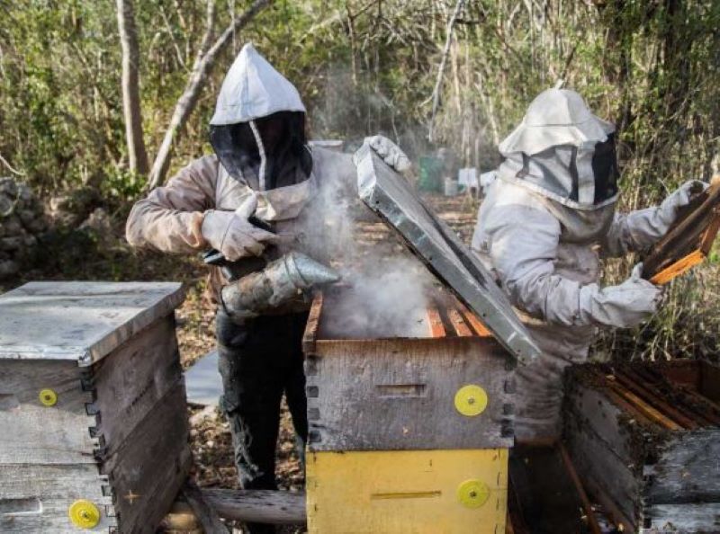 Fumigación industrial, amenaza a apicultura – Desde Balcon