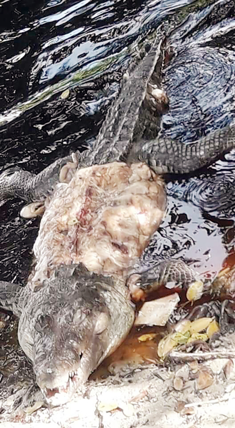 Desollado al cortarle la piel del lomo y panza