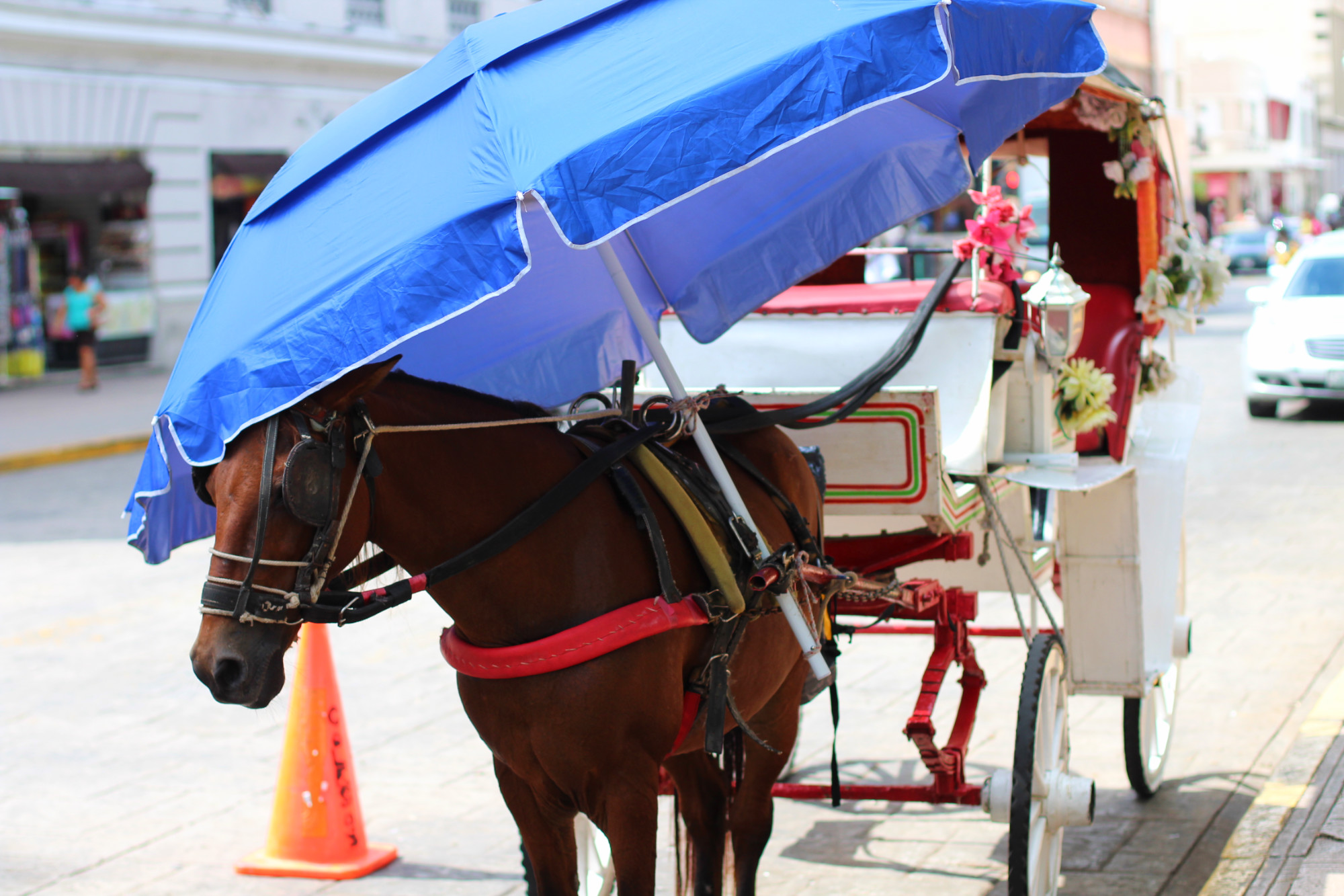 Sol intenso calesas mérida yucatan calor contexto clima