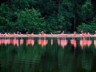 83897083 2781923348539559 8995328553545367552 o