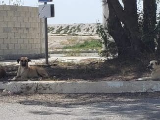 WhatsApp Image 2020 03 11 at 10.28.32 AM