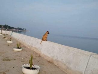 WhatsApp Image 2020 04 12 at 9.15.42 AM