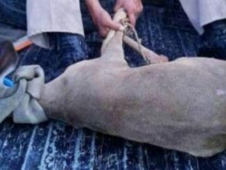 WhatsApp Image 2020 05 05 at 1.46.51 PM