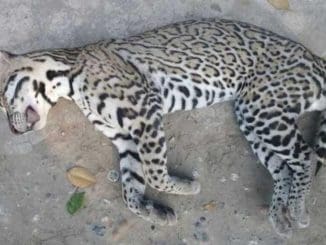 WhatsApp Image 2020 06 14 at 2.48.11 PM