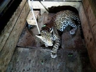 Jaguar