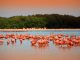 rio-de-los-flamingos-celestun-yucatan