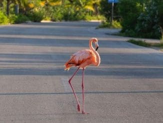 121448651 388309342543504 5029626162864029343 o