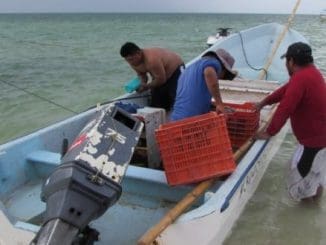 A la pesca de pulpo 660x330