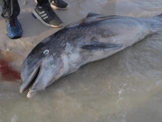 WhatsApp Image 2020 10 24 at 2.14.06 PM (1)