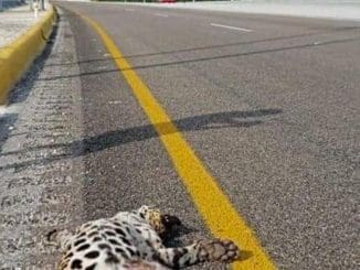 F925x521 267080 335944